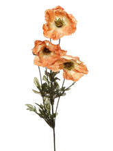 POPPY AMBER BROWN